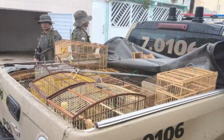 Mais de 20 aves silvestres são apreendidas em Catu