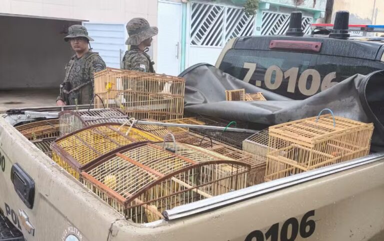 Mais de 20 aves silvestres são apreendidas em Catu