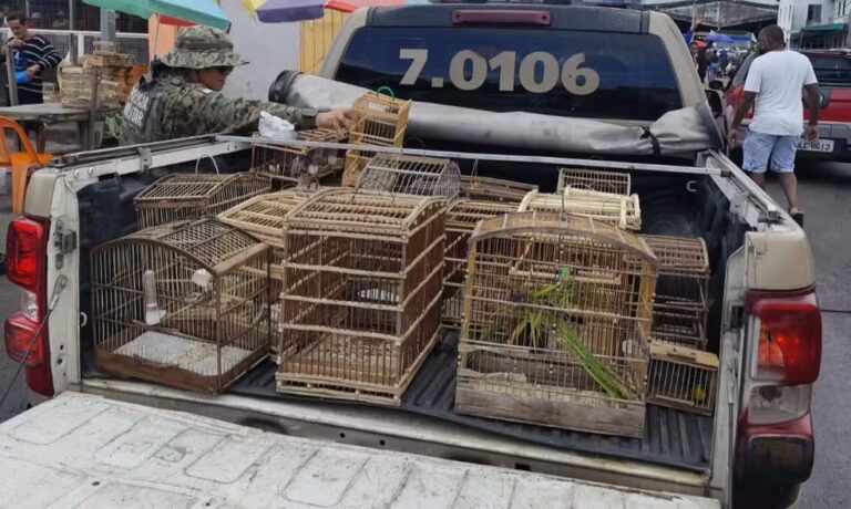 Três pessoas são detidas e mais de 30 aves silvestres resgatadas em feira de Alagoinhas