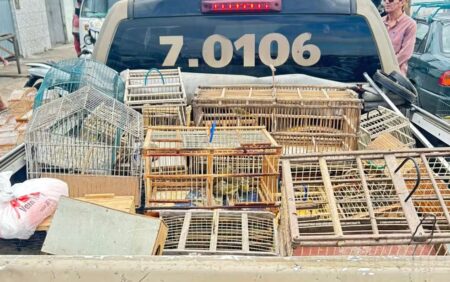 Nove pessoas são detidas suspeitas de tentar vender mais de 250 aves silvestres na Bahia