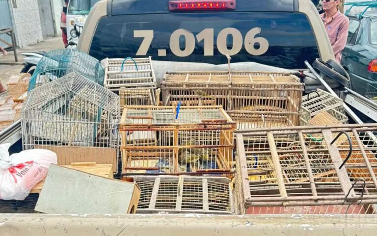Nove pessoas são detidas suspeitas de tentar vender mais de 250 aves silvestres na Bahia